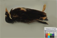 藏品(白尾八哥)的圖片